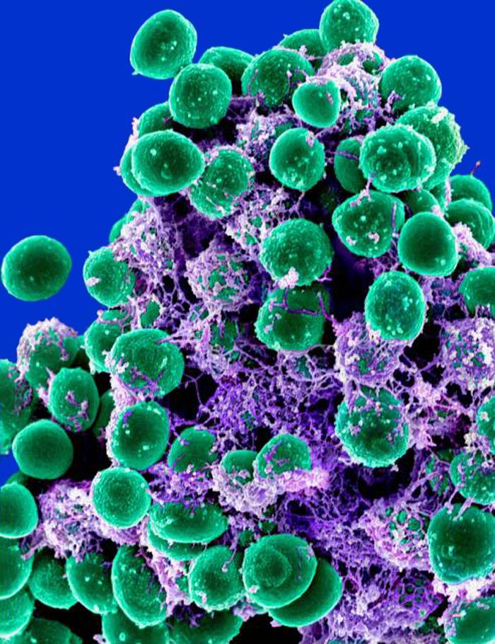 Intro to Medical Microbiology – Bacteriology