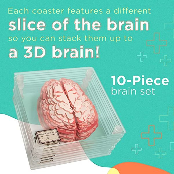 Anatomic Brain Specimen Coasters (Set of 10), 3D - Neuroscience Gifts, Best Gifts for Medical Student Gifts Brain Decor Human Anatomy Gifts. Thinkgeek Coasters Think Geek Gifts