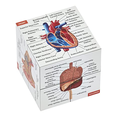 Human Anatomy Study Cube, diagram, cube.