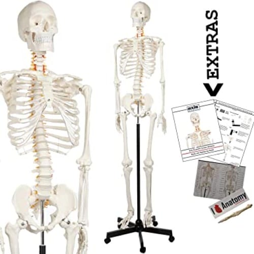 Axis Scientific Human Skeleton Model for Anatomy Bundle, 5' 6" Life Size Skeletal System, Interactive Medical Replica 3 Year Warranty, Study Guide, Adjustable Rolling Stand, and Dust Cover.