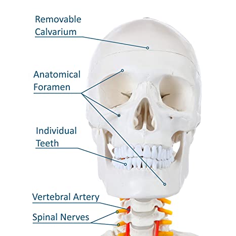 Axis Scientific Human Skeleton Model for Anatomy Bundle, 5