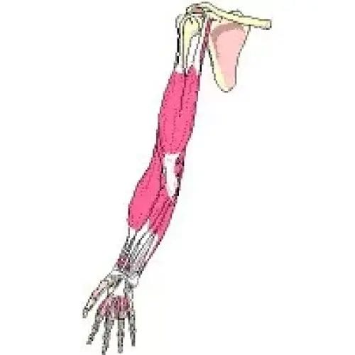 MedEd University | Educational Board Game - Scabs and Guts - The Medical Fact Based Board Game